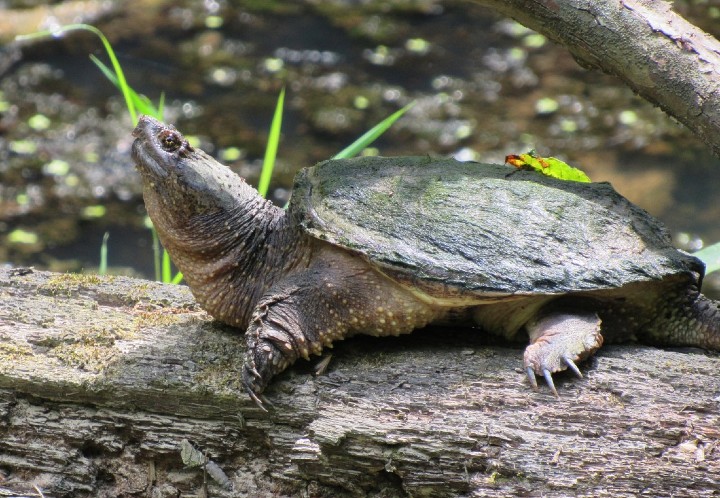 Common Snapping Turtle